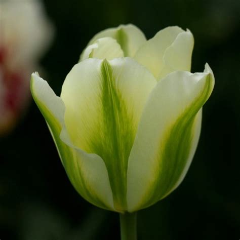 Spring Green Tulip:Late Tulip Bulbs:Tulips.com