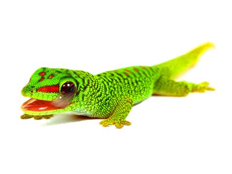 Giant Day Gecko (Phelsuma grandis) | ReptileTalk NET