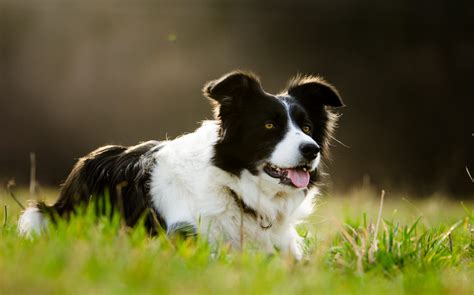 The Border Collie Care Guide: Personality, History, Training, Food, and ...