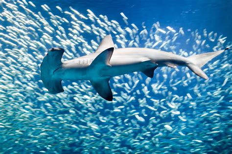 Hammerhead Sharks - Threats and Facts - Australian Marine Conservation ...