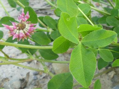 Alsike Clover: Pictures, Flowers, Leaves & Identification | Trifolium ...