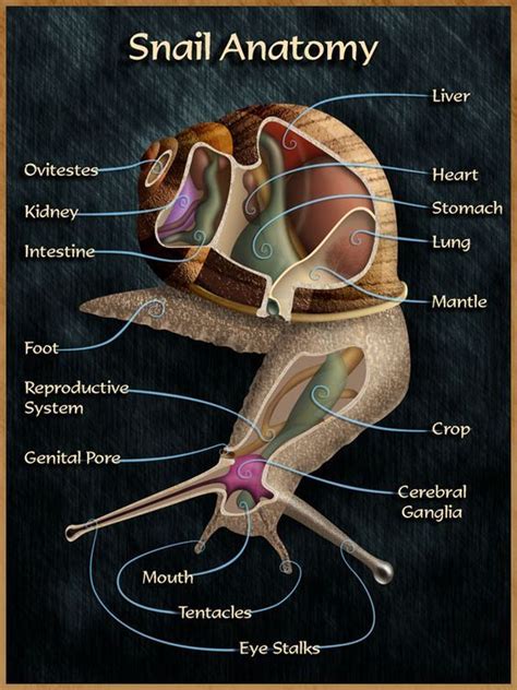 Snail anatomy | Pet snails, Snail, Giant african land snails