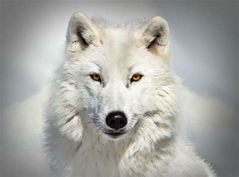 Artic Wolf | When Arctic wolves hunt as a pack, one adult me… | Flickr