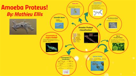 Amoeba Proteus Diagram