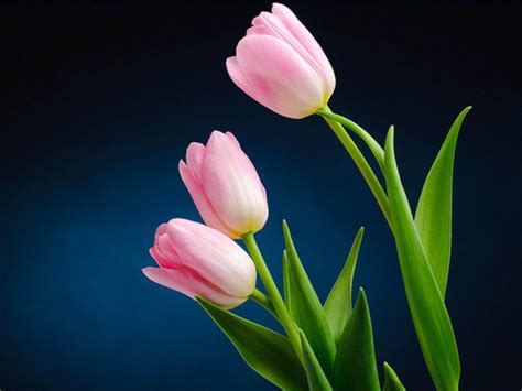 Pink Tulips Wallpapers - Wallpaper Cave