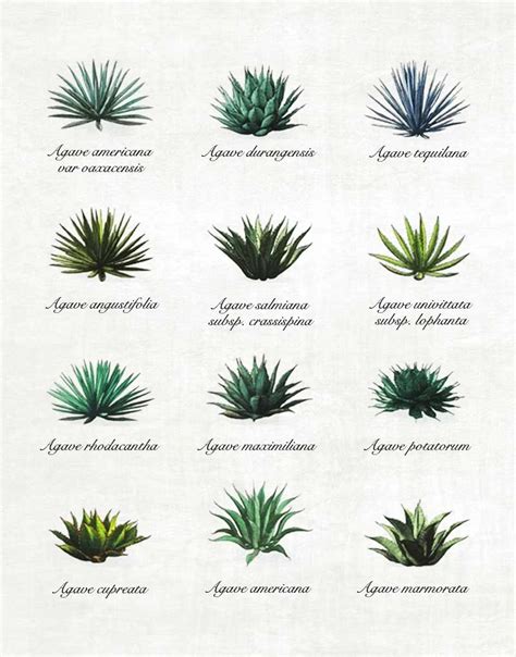 Agave & Mezcal : do you know all 12 varietes of agave