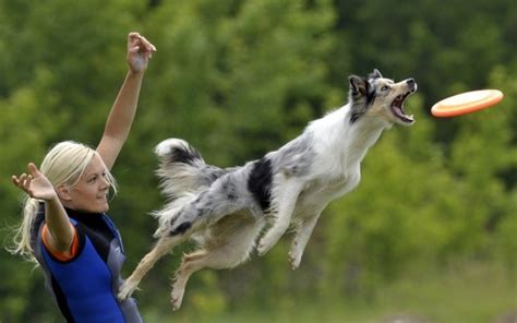 Pictures of Dogs Playing Frisbee