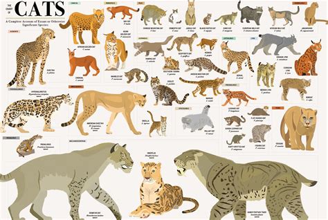 Wild Cats Species List