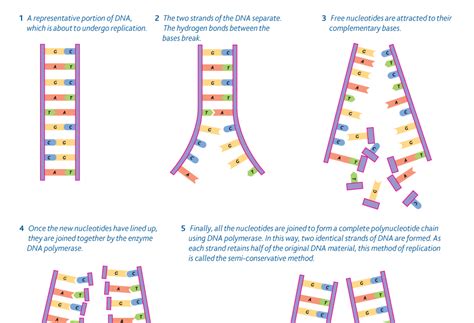 mybiochemistry: DNA Replication