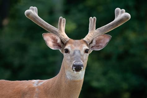 Can Dogs Eat Wild Deer Antlers