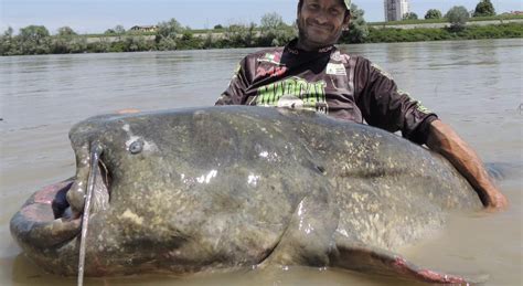 Drought-Stricken Italian River Produced World-Record Catfish Caught ...