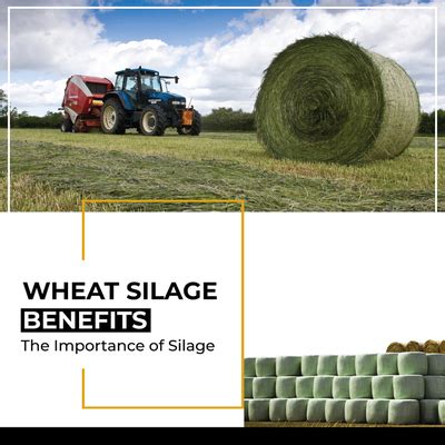 Wheat Silage Benefits - The Importance of Silage - Business Member ...