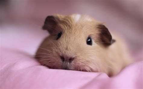 Guinea Pig Wallpapers - Wallpaper Cave