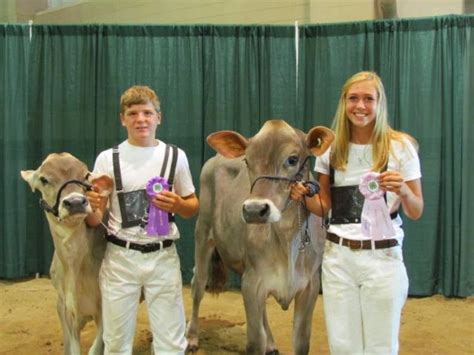 History of dairy cow breeds: Brown Swiss - MSU Extension