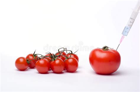 Genetically Modified Tomato - GMO Stock Photo - Image of green, leaf ...