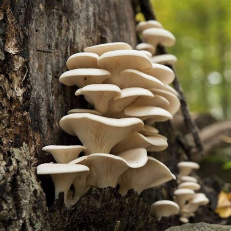 White Oyster Mushroom Mycelium Spores Seeds (Pleurotus...