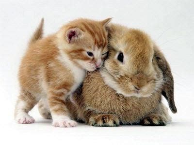 Kitten cuddling with a bunny. : r/aww