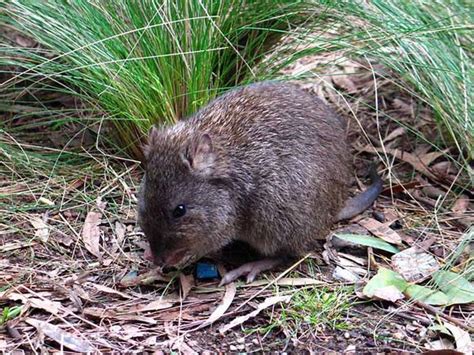 Long nosed potoroo - Alchetron, The Free Social Encyclopedia