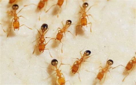 Pharaoh Ants | A Guide To Pharaoh Ants Found In Washington State