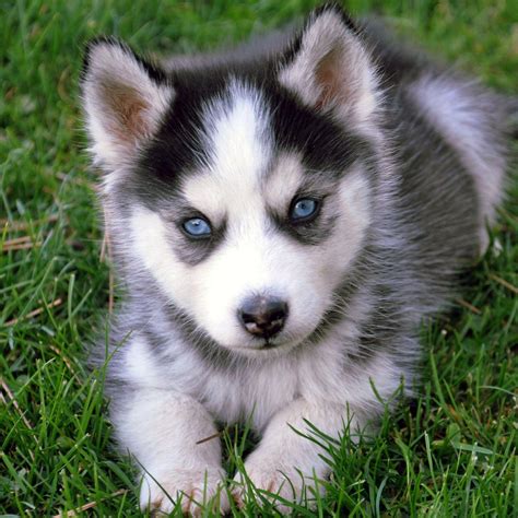 Cute Wolf Puppy Wallpapers - Top Free Cute Wolf Puppy Backgrounds ...