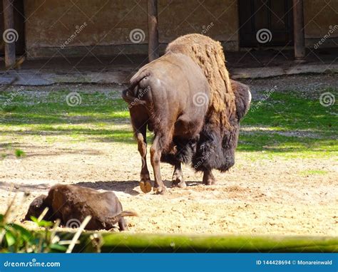 Buffalo with Baby in Nuremberg in Zoo in Germany Editorial Stock Image ...