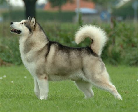 Alaskan Malamute - Wikipedia