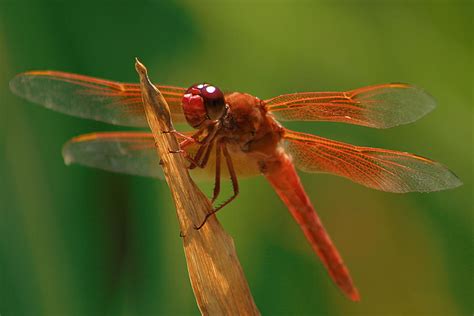 Orange Dragonfly Photograph by Doug Dailey