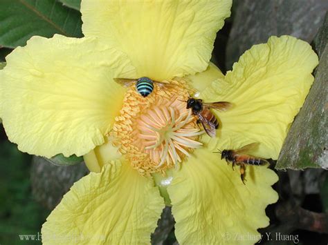 Apis dorsata paper and photos « Michigan Beekppers Association