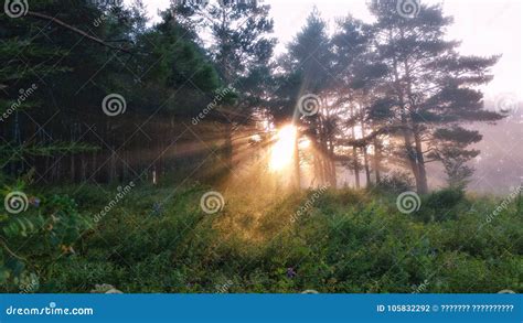 Foggy sunrise stock photo. Image of 4876, pines, early - 105832292