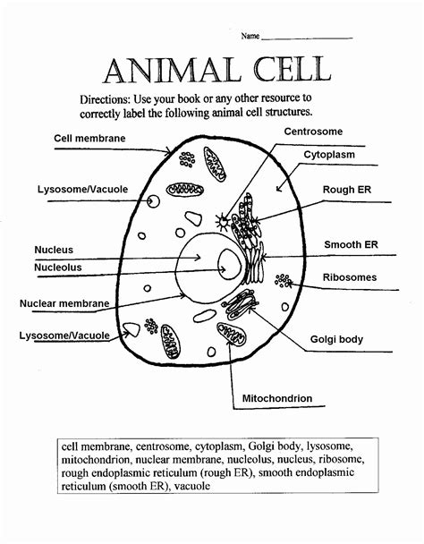 Label The Parts Of The Plant Cell Answer Keys