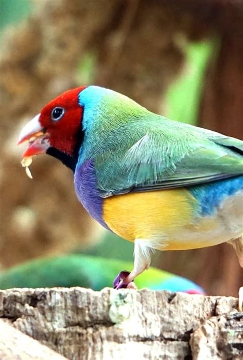 9 Pet Birds That Are Quiet | Quietest Parrots - Psittacology