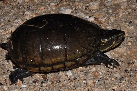 Mississippi Mud Turtle Care: A Complete Guide