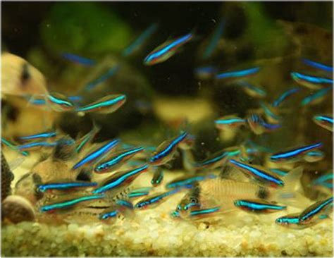 Green Neon Tropical Tetra | Arizona Aquatic Gardens