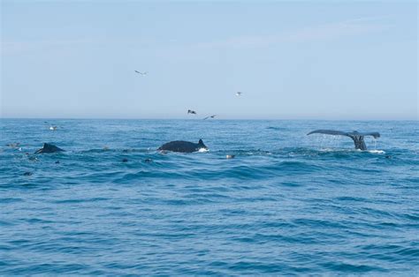 The Vineyard Gazette - Martha's Vineyard News | Pod of Humpback Whales ...