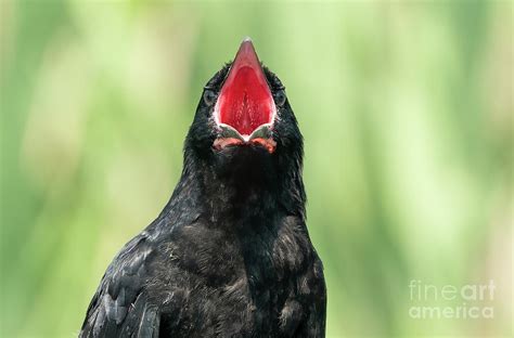 Angry Crow Photograph by Sam Rino - Fine Art America