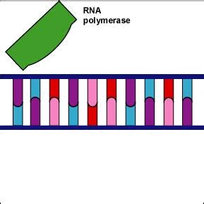 BIOL 230 Lecture Guide - Animation of Unwinding of the DNA Helix