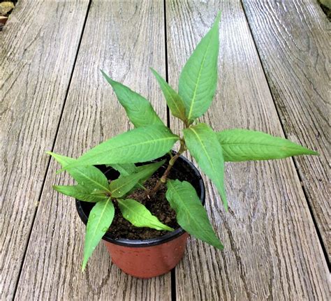 Laksa Leaf Plant (Daun Kesum, Vietnamese Coriander) – Edible plant ...