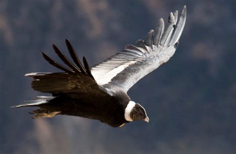 Andean Condor | The Biggest Animals Kingdom