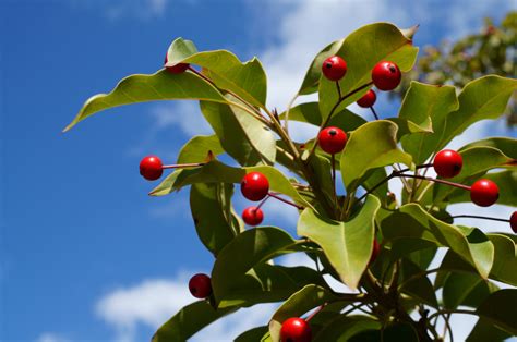 20+ Different Holly Tree Types (Full Holly Varieties List) - PlantSnap