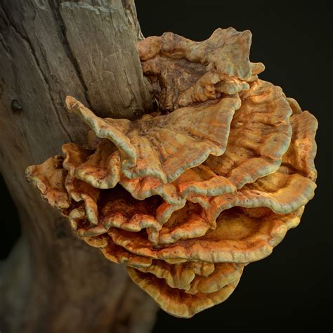 Wood Mushrooms on a Trees - Laetiporus Sulfur 3D asset 1