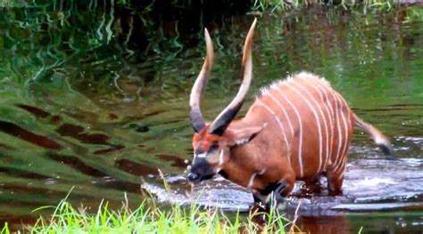 Animals Of the Congo Basin | Animals, Congo, Africa