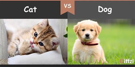 cat-vs-dog – Diffzi