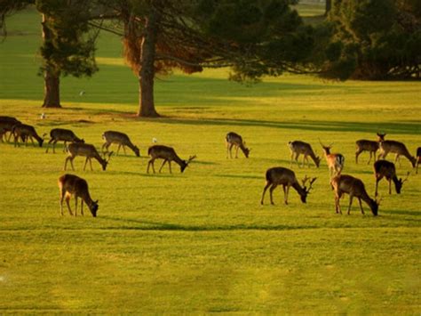 Brijuni safari park - Istria peninsula - CROATIA rest + sights