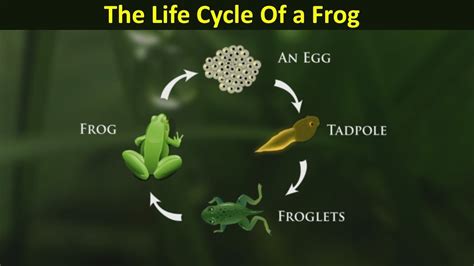 Life Cycle Of A Frog