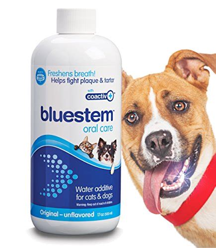 Best Methods and Products for Cleaning Your Dog's Teeth – Woof Whiskers