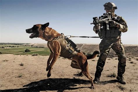 German Shepherd Army Dog