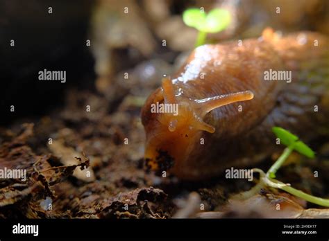 Common garden slug slithers along natural forest floor habitat Stock ...