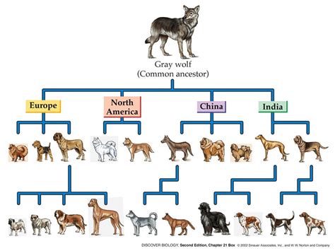 Domestication of Dogs - Bloodhounds