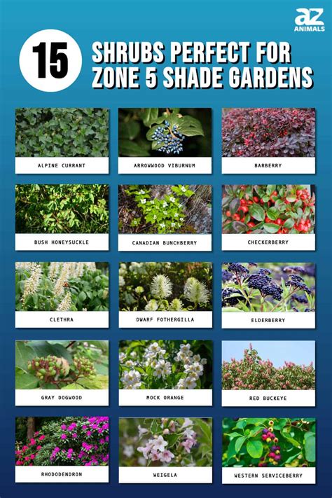 15 Shrubs Perfect for Zone 5 Shade Gardens - A-Z Animals