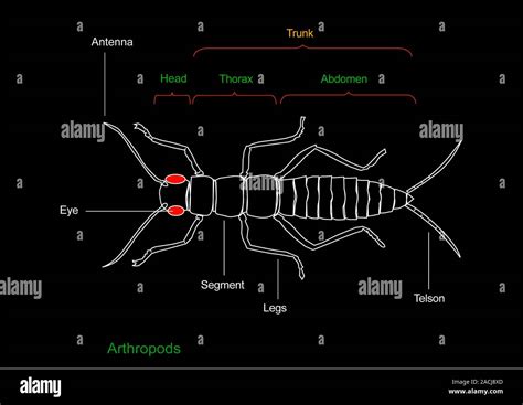 Arthropod anatomy. Diagram showing the main anatomical parts of an ...